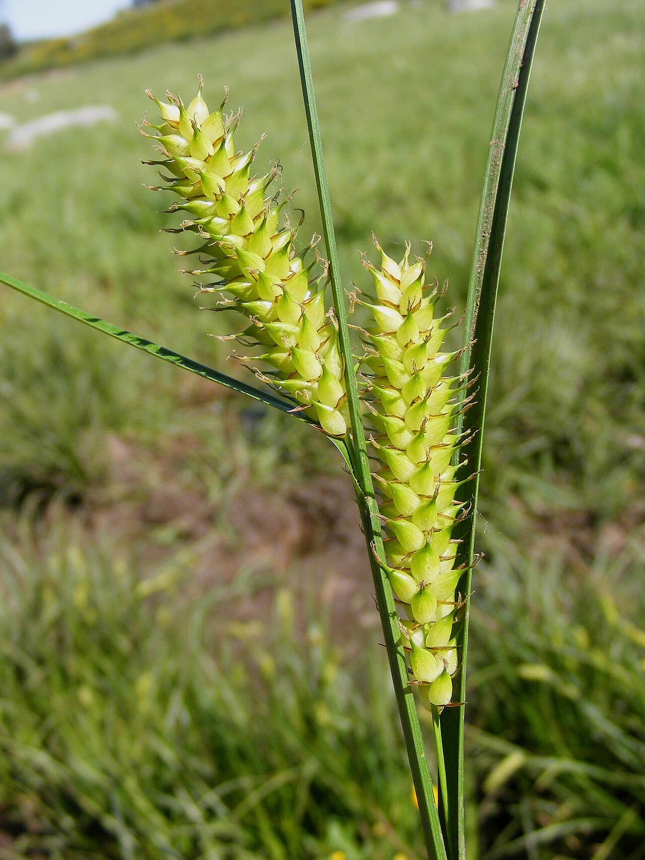Blister sedge (Carex vesicaria)
