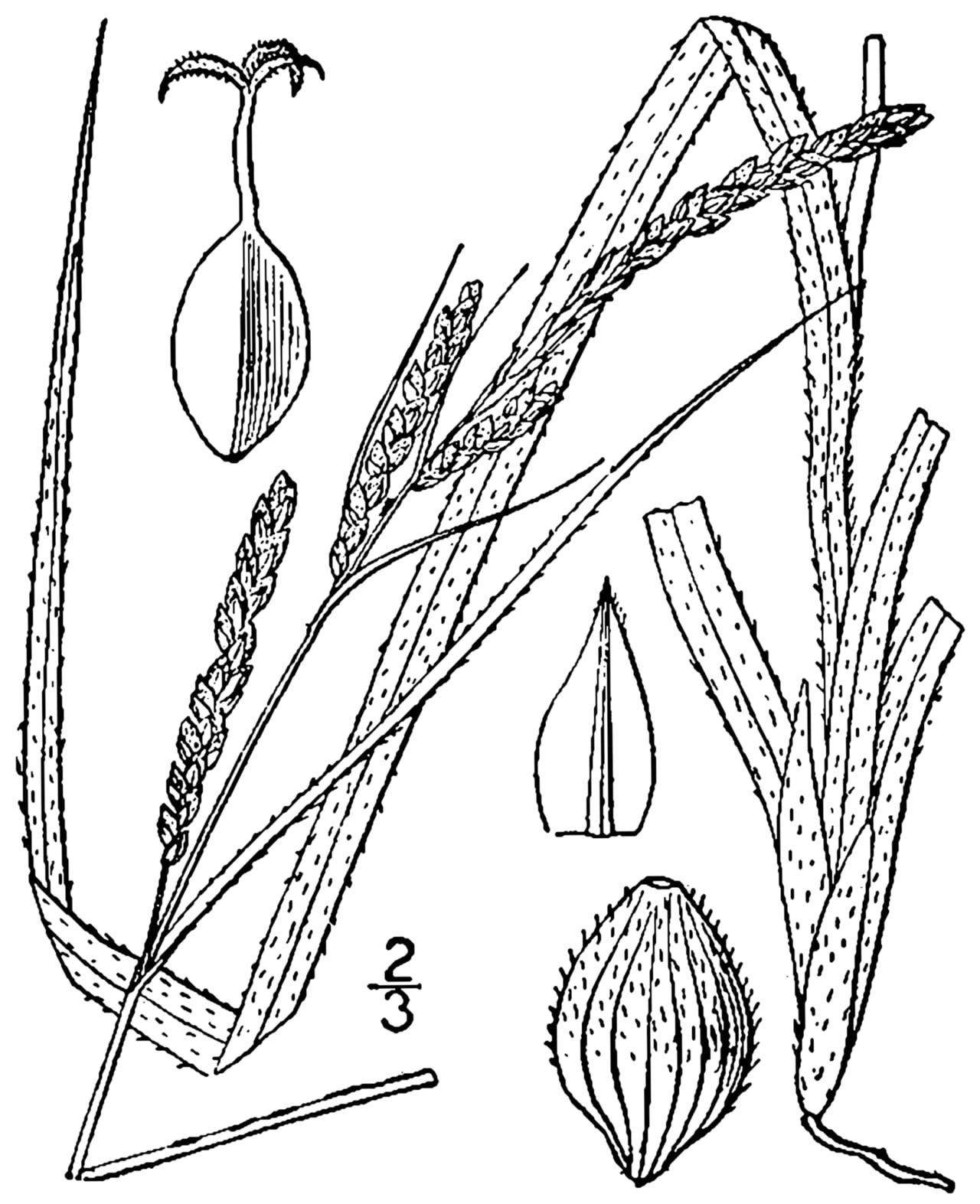 Ribbed sedge (Carex virescens)