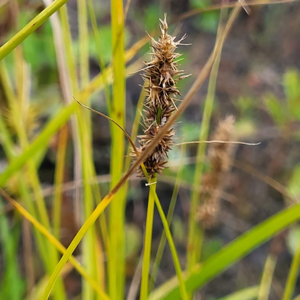 Fox sedge (Carex vulpinoidea var. vulpinoidea)