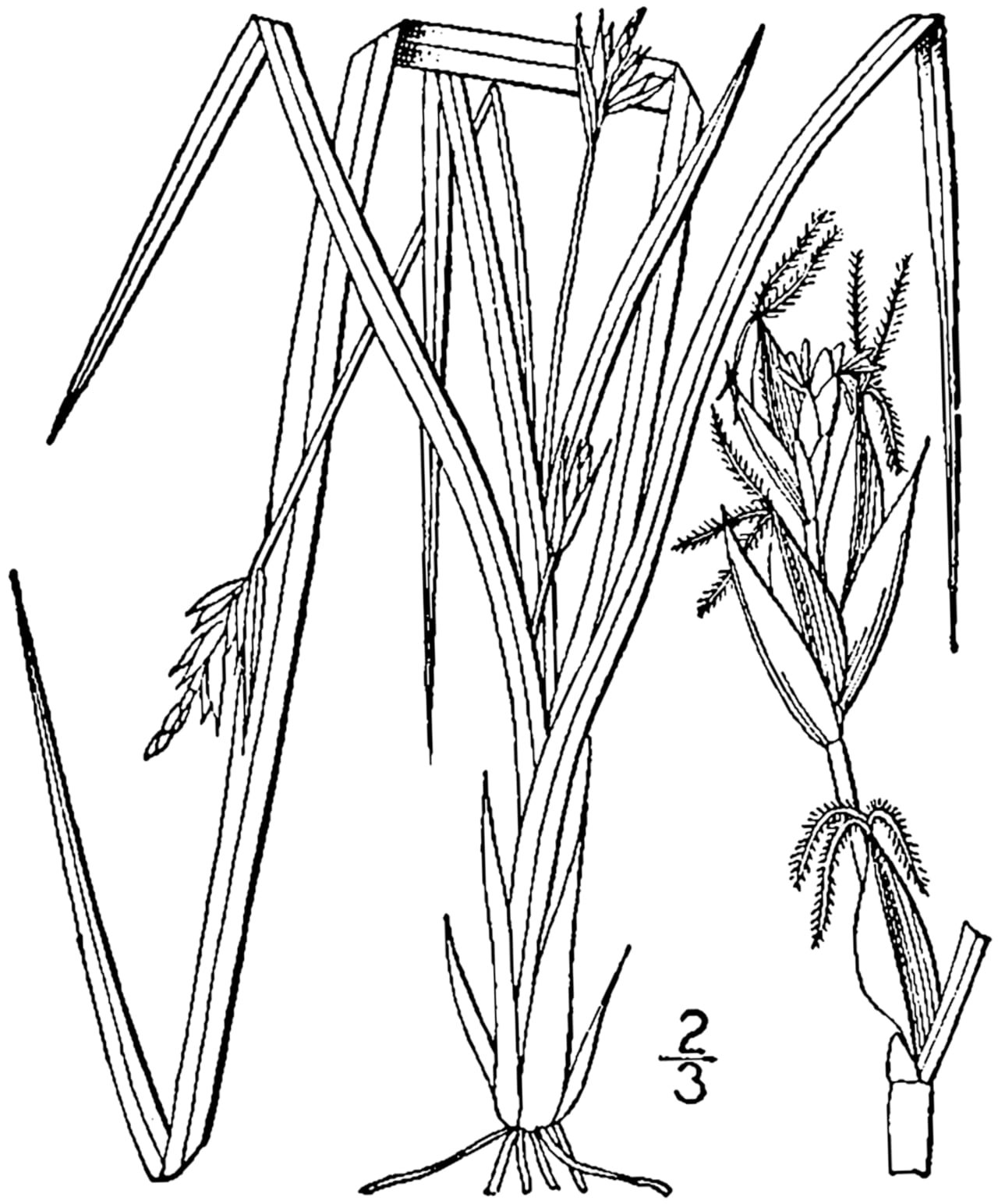 Willdenow's sedge (Carex willdenowii)