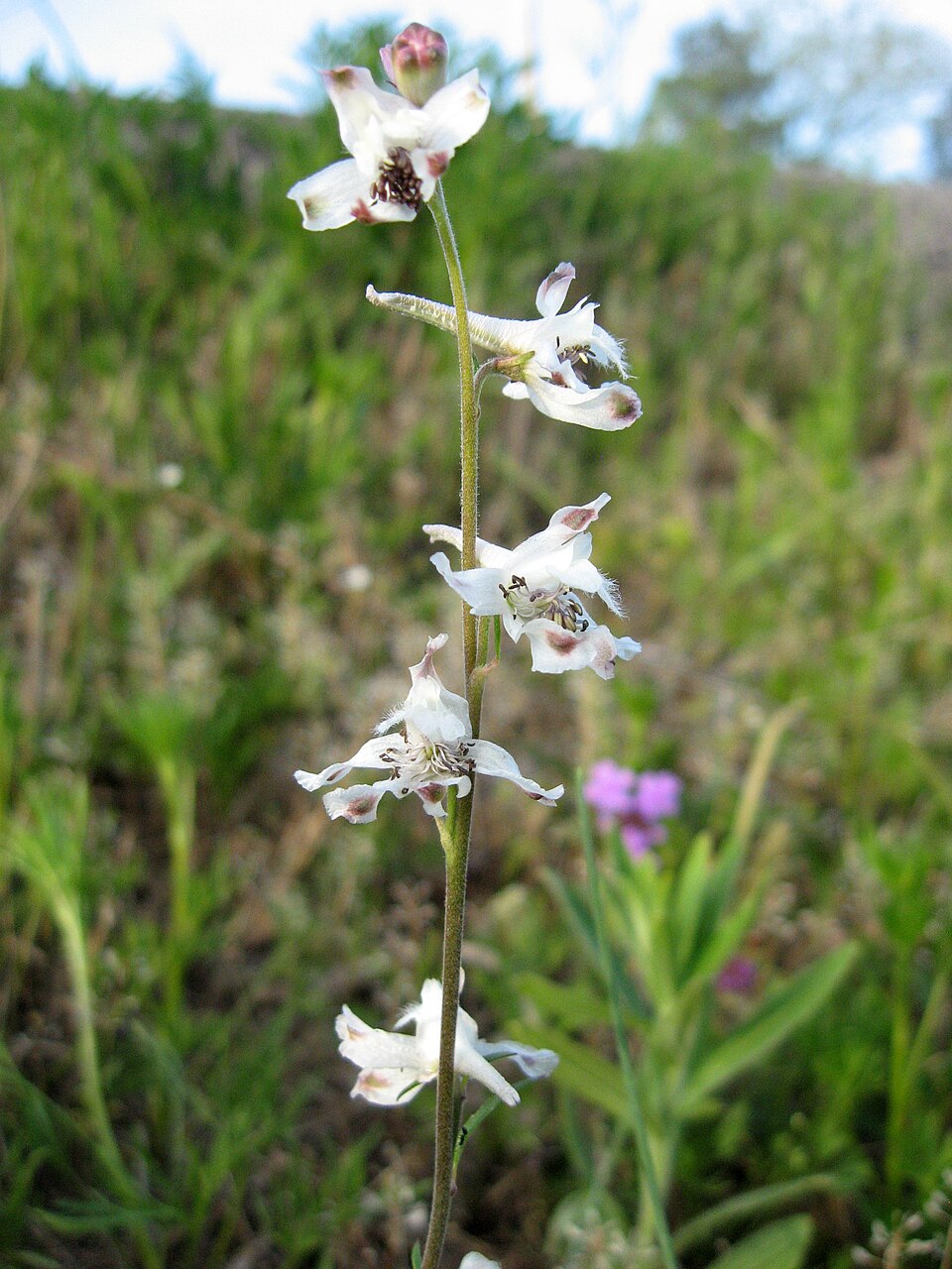 Carolina Larkspur (Delphinium carolinianum) with tall raceme of spurred pale blue flowers