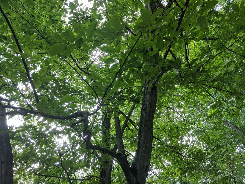 American hornbeam (Carpinus caroliniana ssp. virginiana)