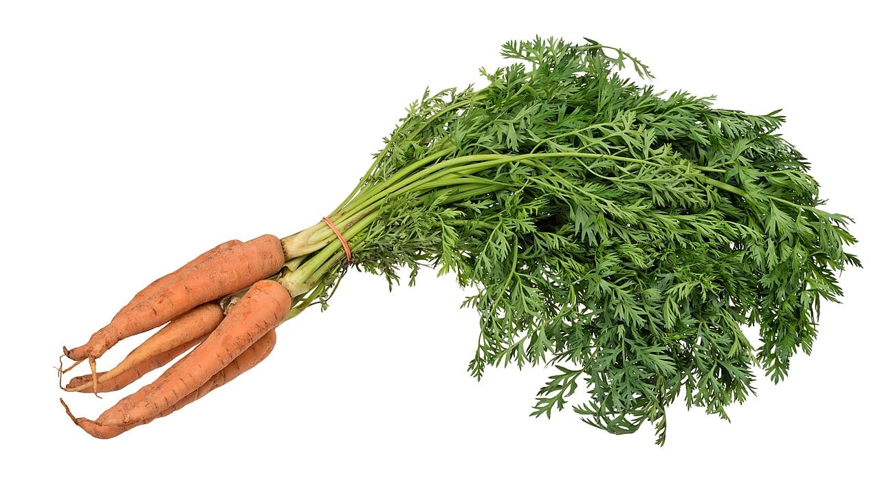 Carrot (Daucus carota subsp. sativus)