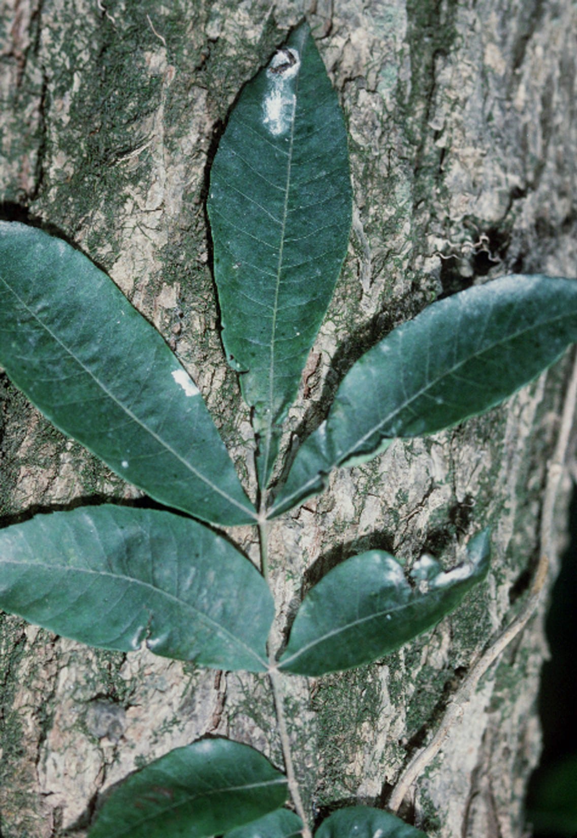 Water hickory (Carya aquatica)