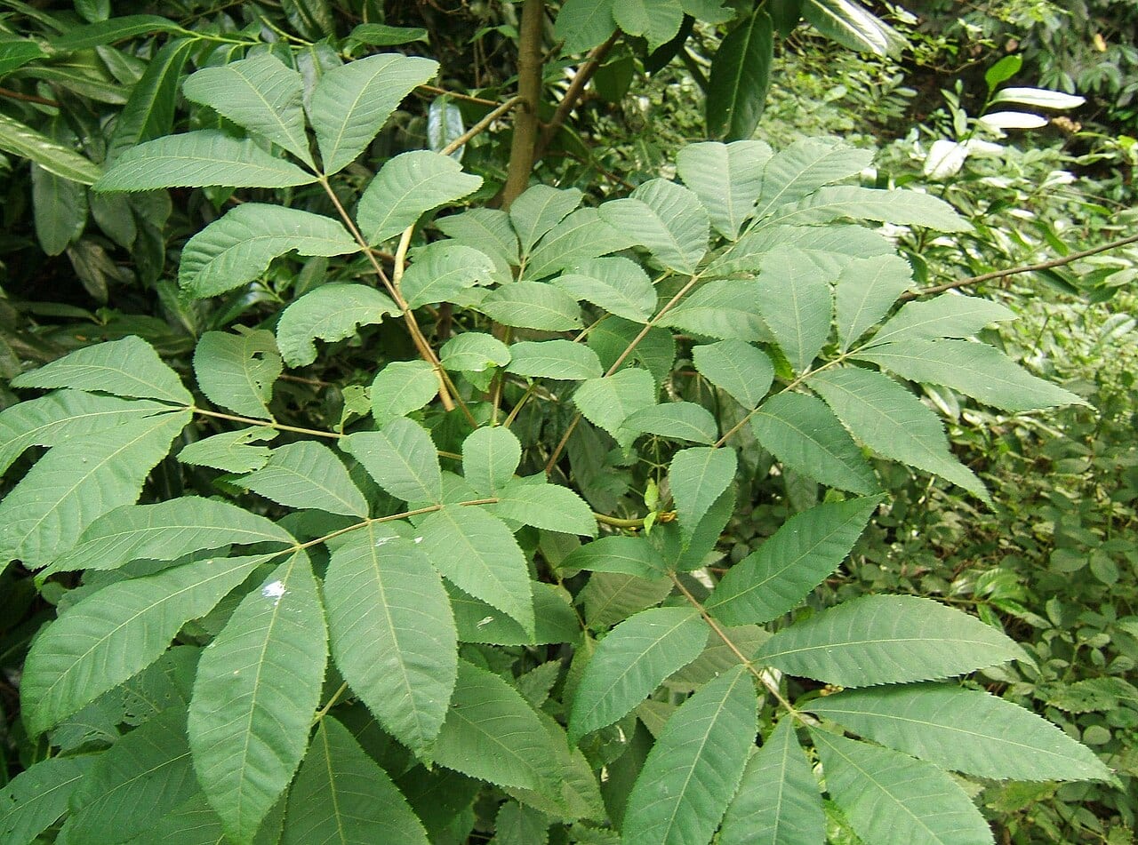 Bitternut hickory (Carya cordiformis)