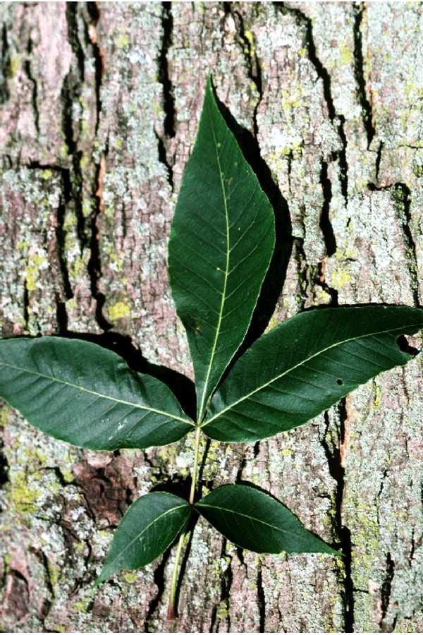 Pignut hickory (Carya glabra)