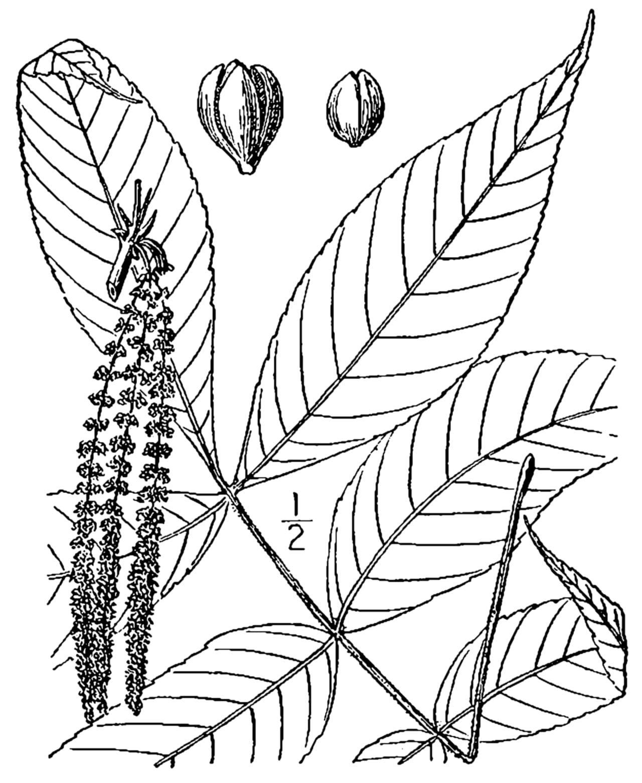 Sand hickory (Carya pallida)