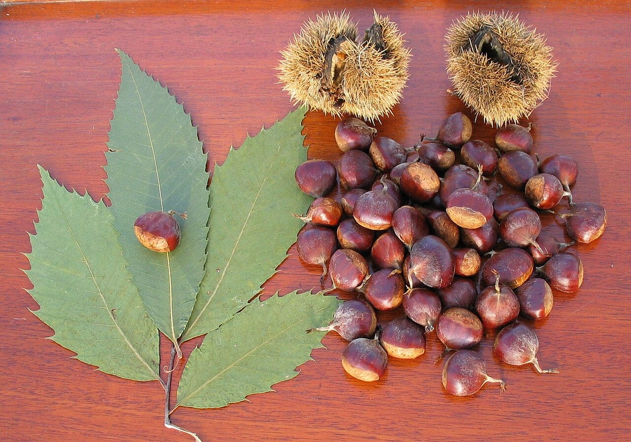 American chestnut (Castanea dentata)