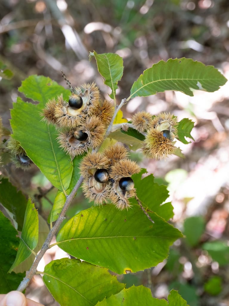 Chinquapin (Castanea pumila var. pumila)