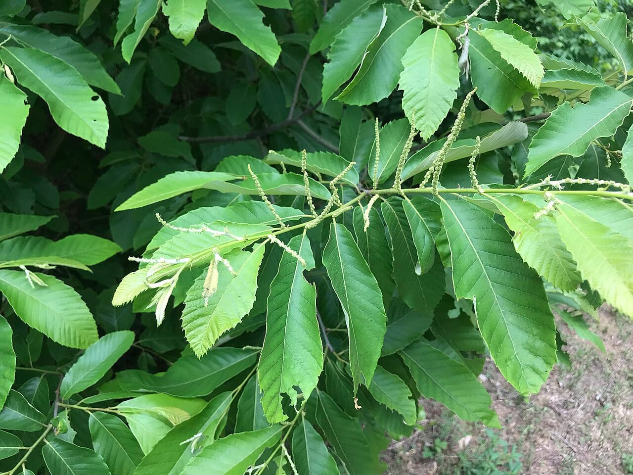 Allegheny chinquapin (Castanea pumila)
