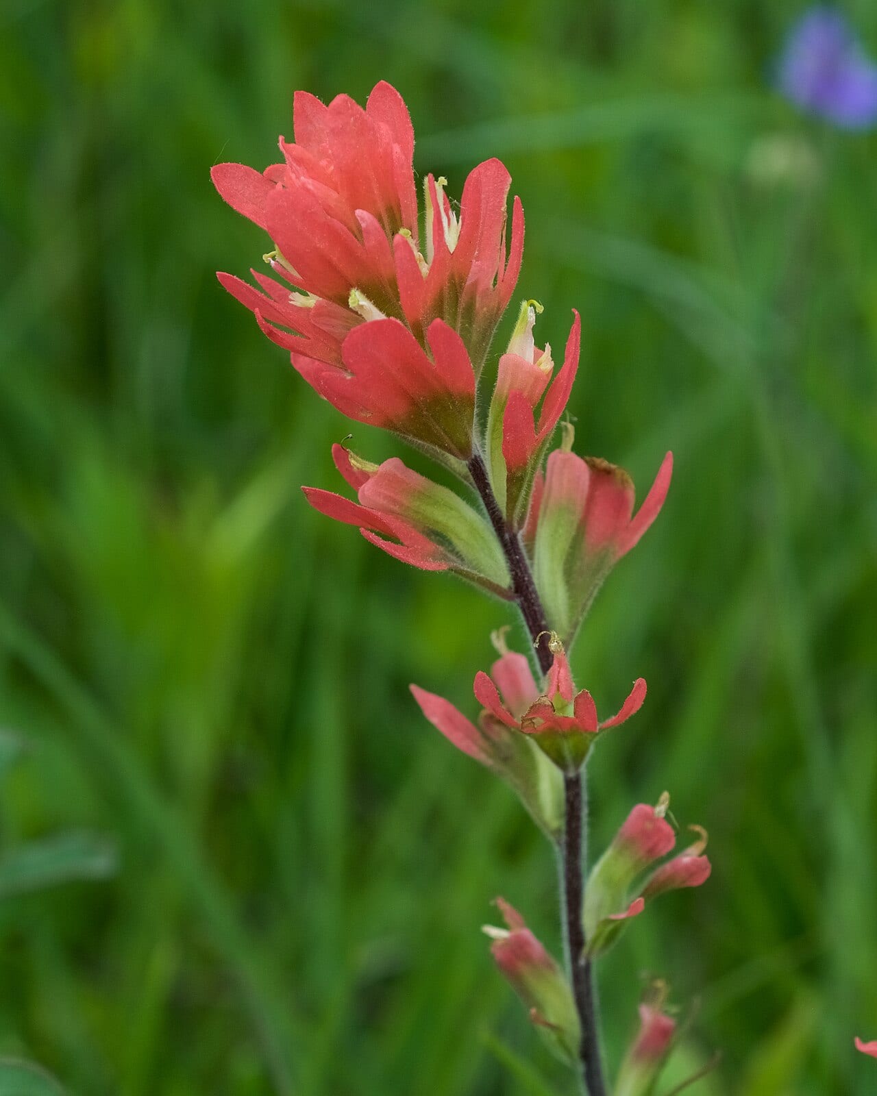 Scarlet paintbrush (Castilleja coccinea)