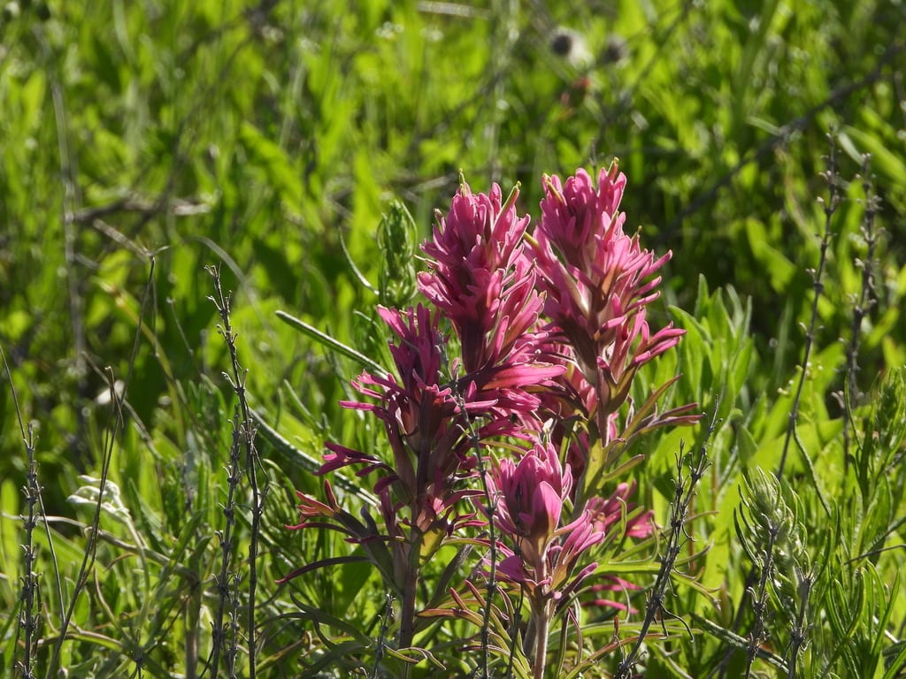 Purple paintbrush (Castilleja purpurea var. purpurea)