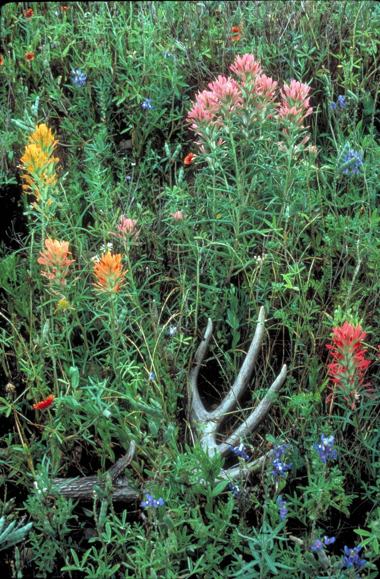 Prairie paintbrush (Castilleja purpurea)