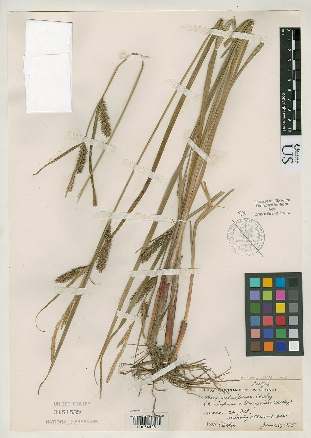 Sedge (Carex × subimpressa)