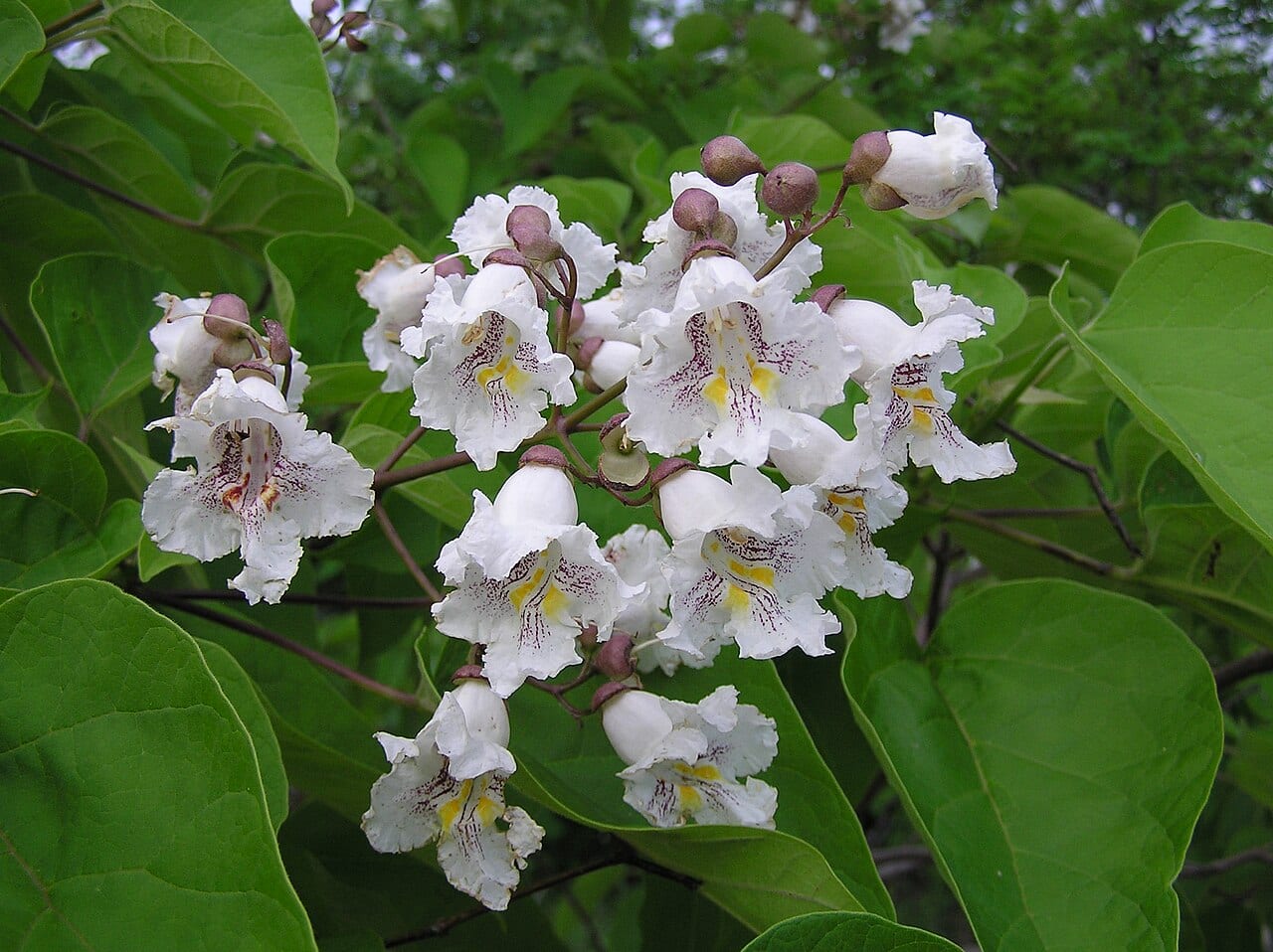 Southern catalpa (Catalpa bignonioides)