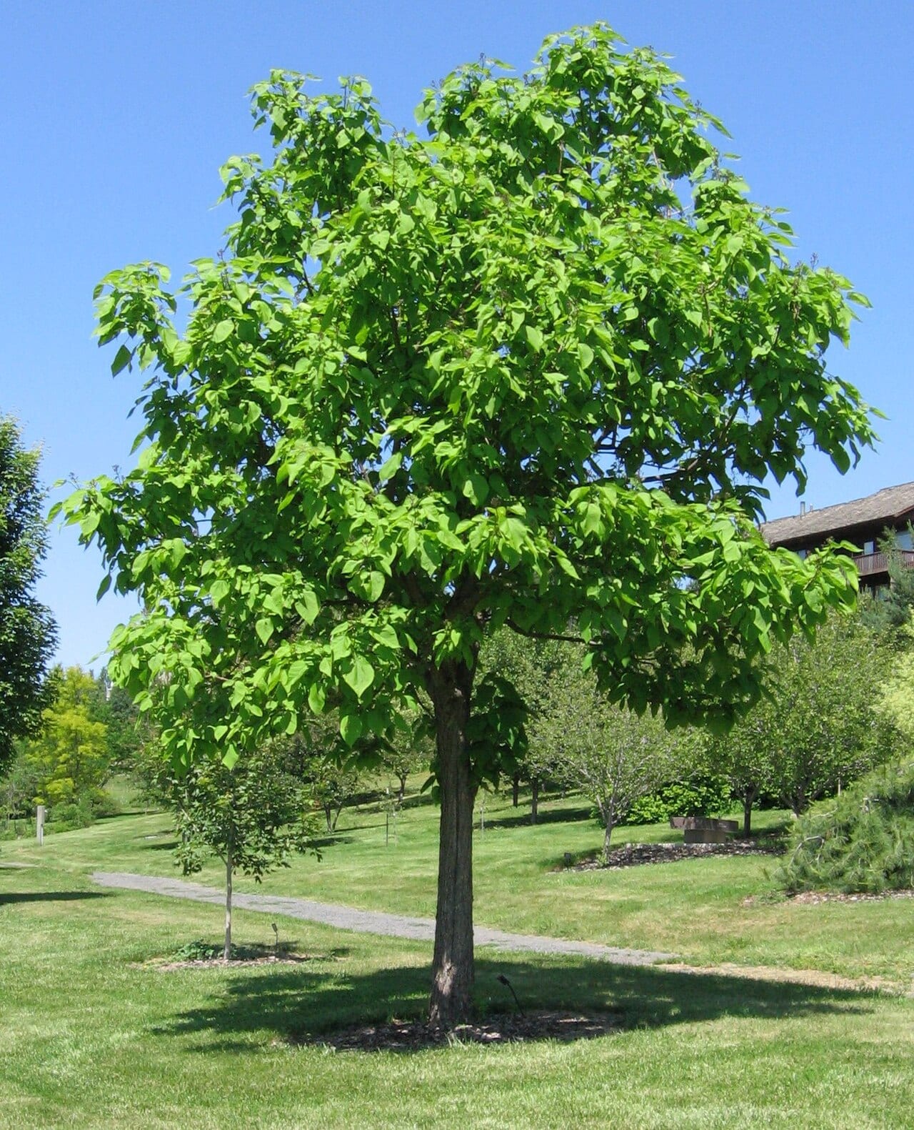 Northern catalpa (Catalpa speciosa)