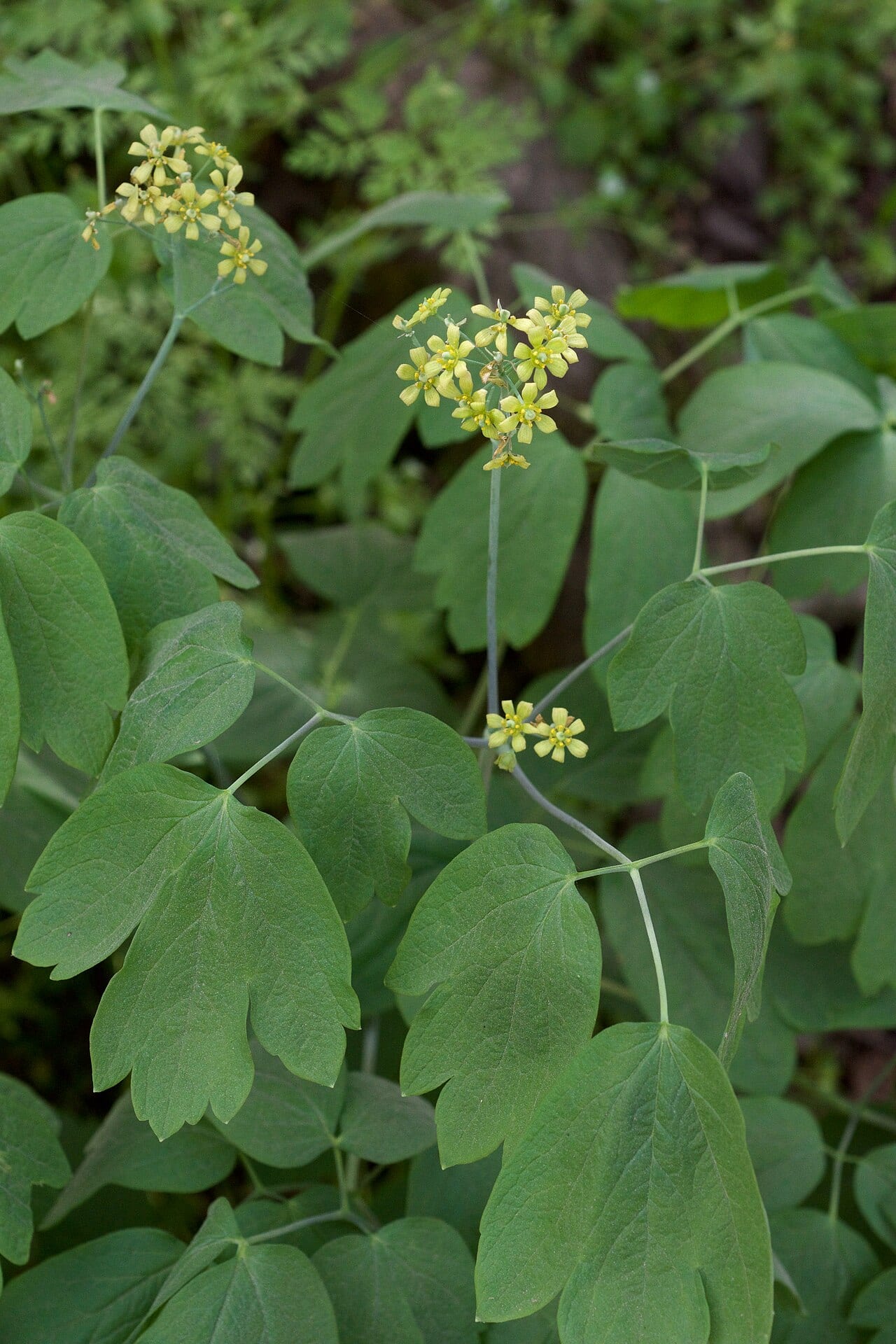 Blue cohosh (Caulophyllum thalictroides)