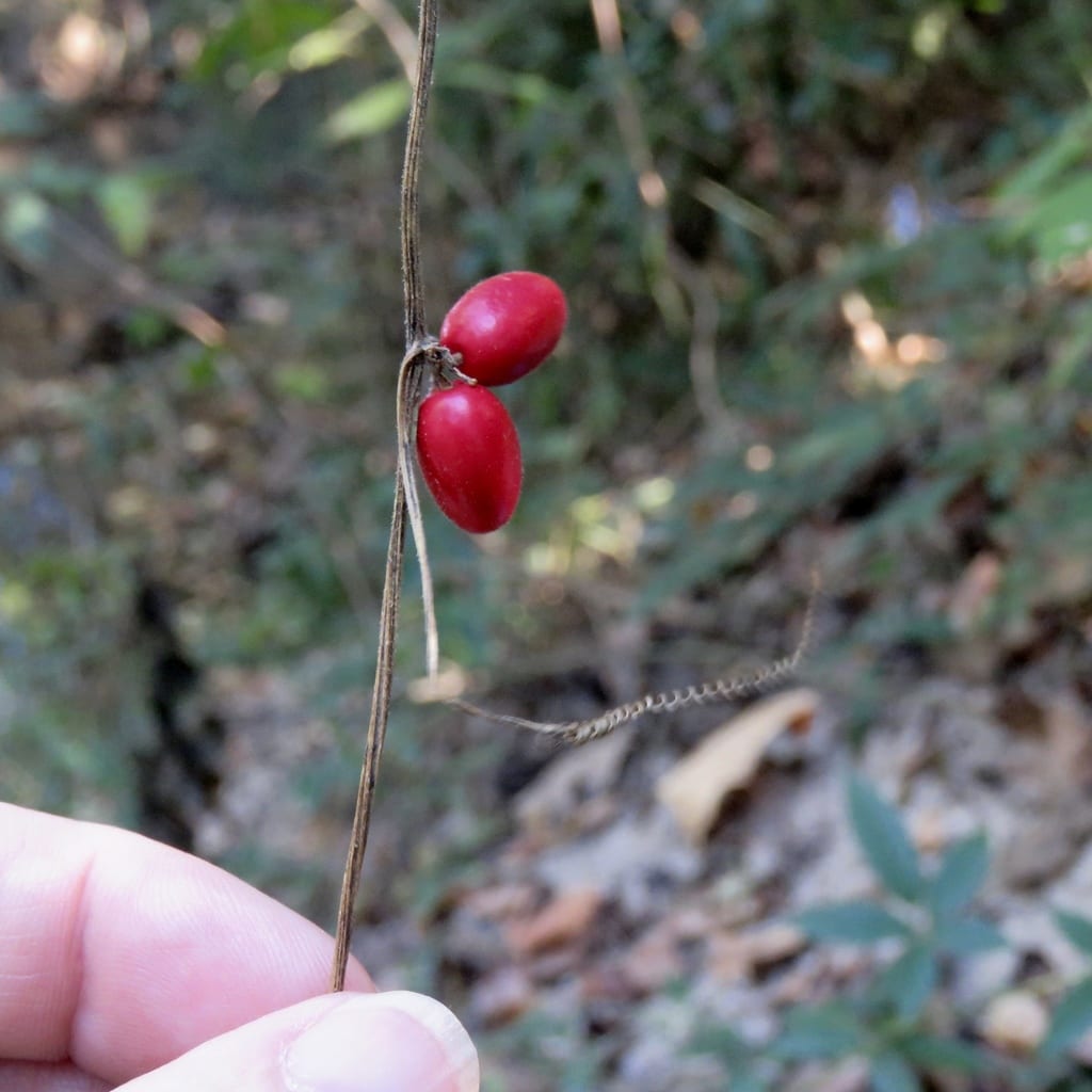 Fivelobe cucumber (Cayaponia quinqueloba)