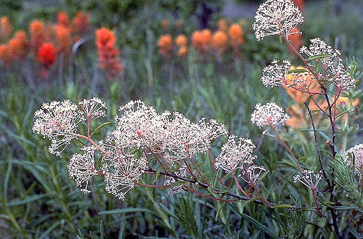 Prairie redroot (Ceanothus herbaceus)