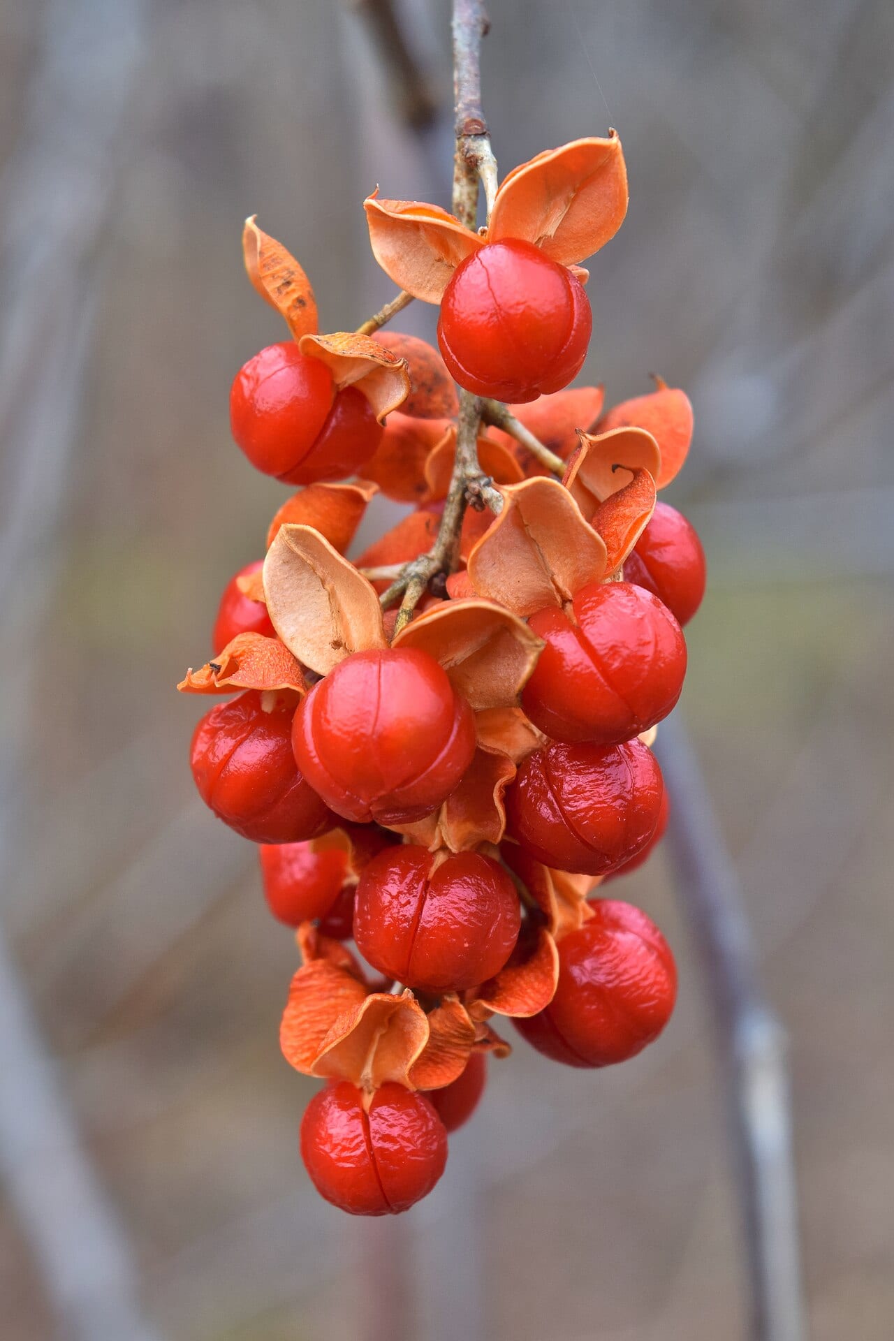 American bittersweet (Celastrus scandens)