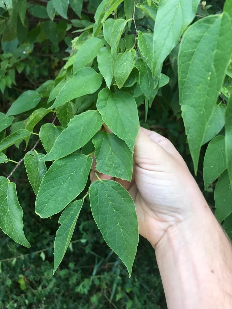 Netleaf hackberry (Celtis laevigata var. reticulata)