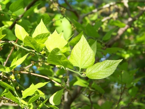 Dwarf hackberry (Celtis pumila)