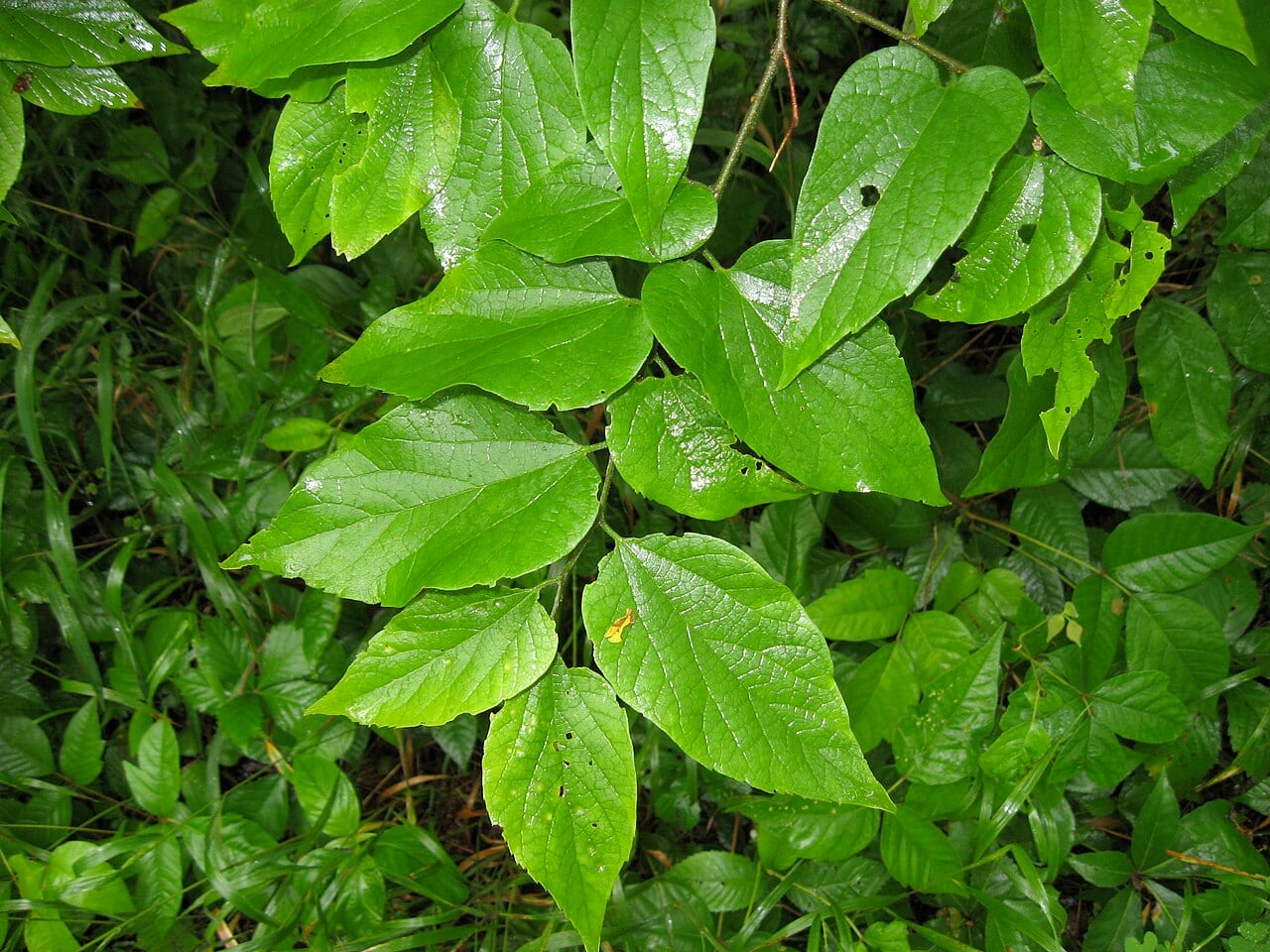 Dwarf hackberry (Celtis tenuifolia)