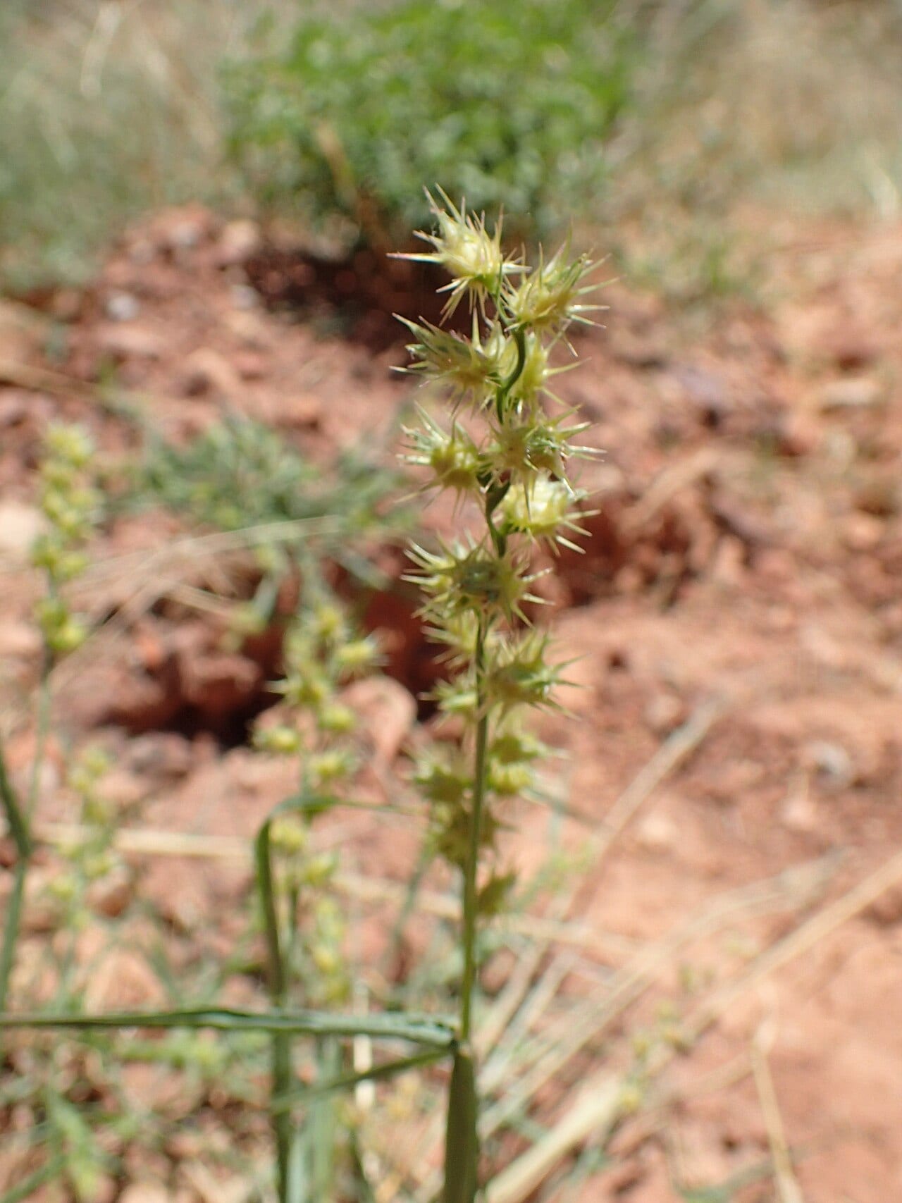 Burgrass (Cenchrus longispinus)