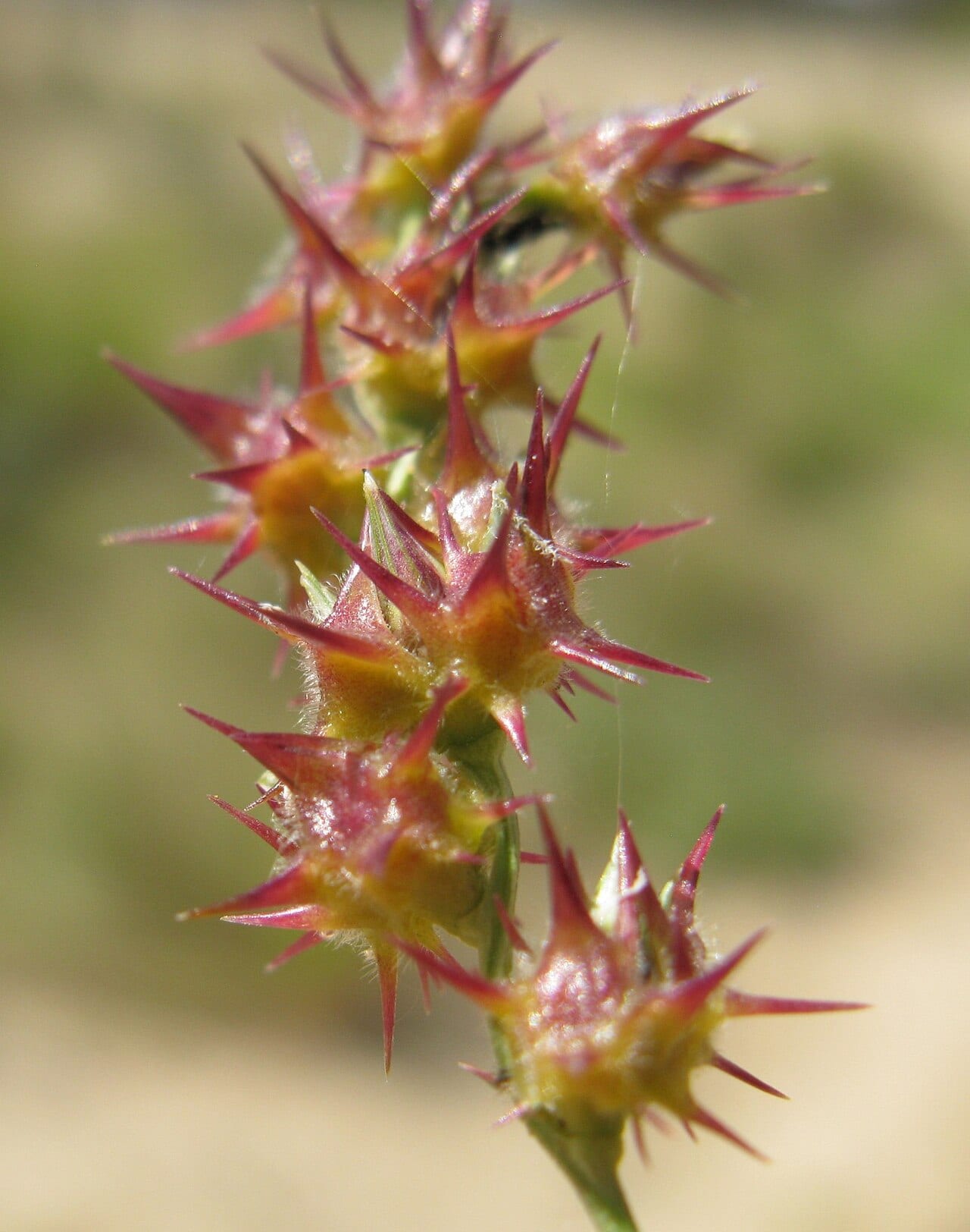 Grass bur (Cenchrus spinifex)