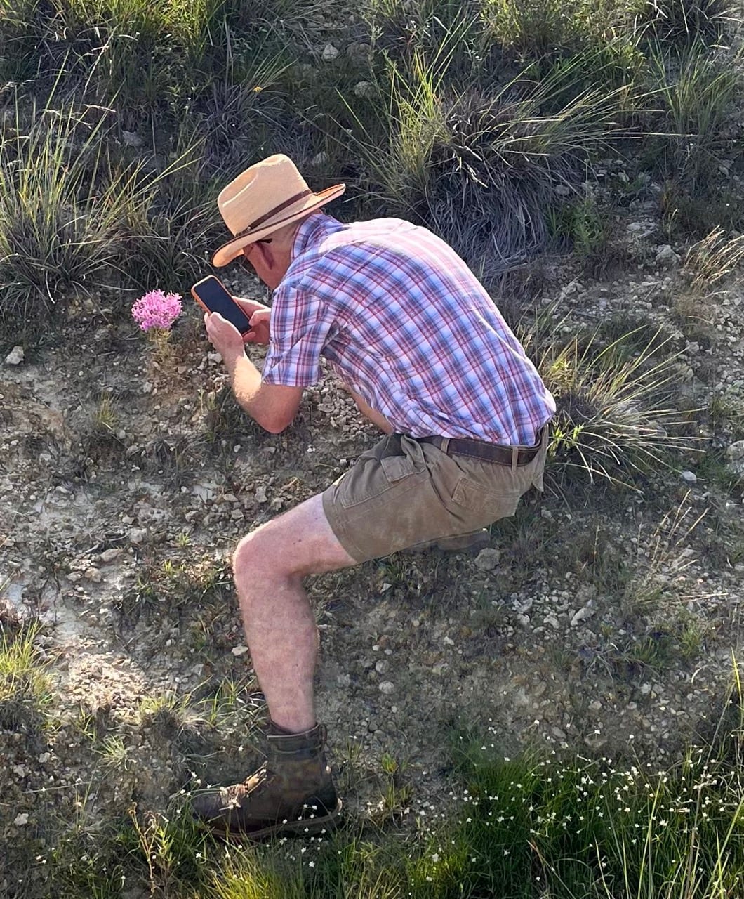 Mountain pink (Centaurium beyrichii)