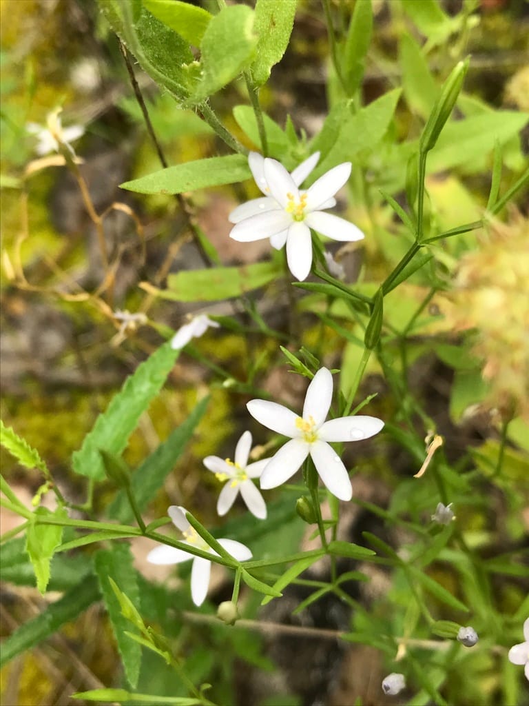 Lady bird's centaury (Centaurium texense)