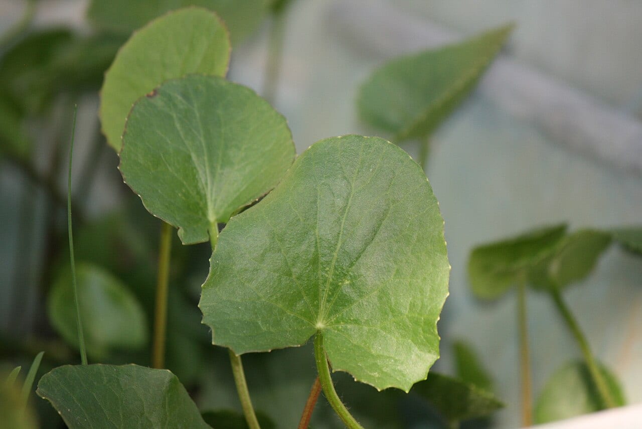 Erect centella (Centella erecta)