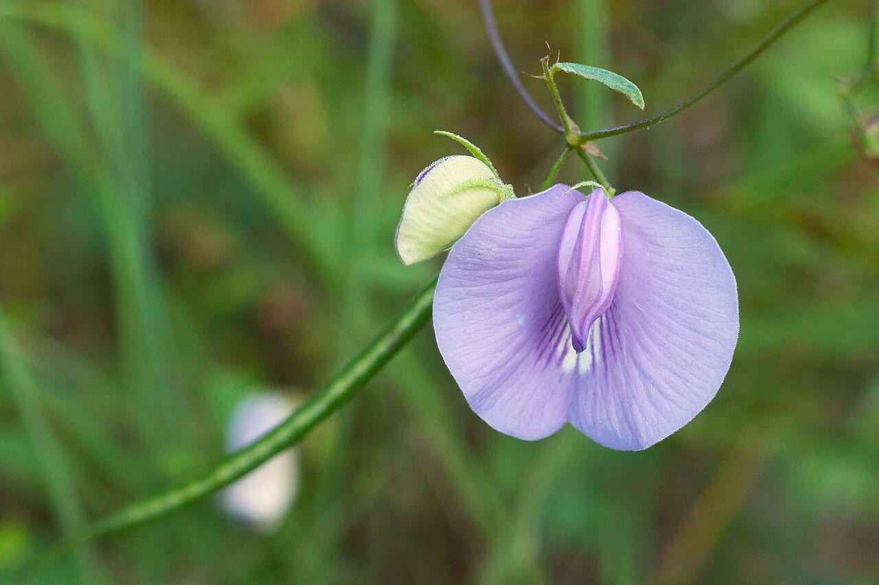 Spurred butterfly pea (Centrosema virginianum)