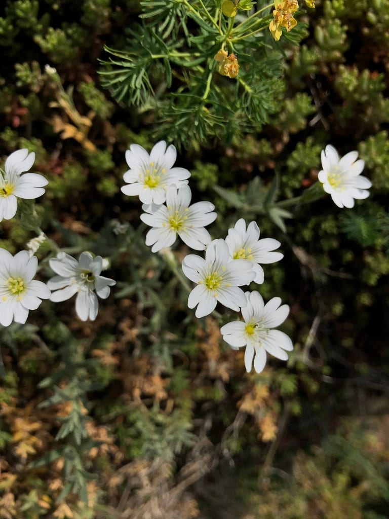 Field chickweed (Cerastium arvense ssp. strictum)