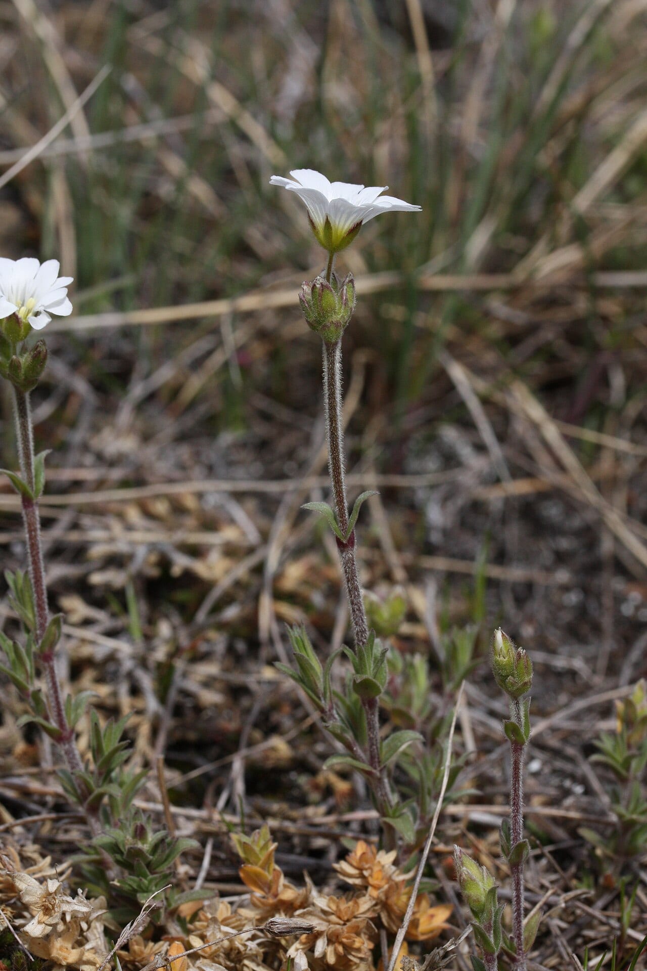 Field chickweed (Cerastium arvense)