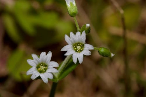 Shortstalk chickweed (Cerastium brachypodum)