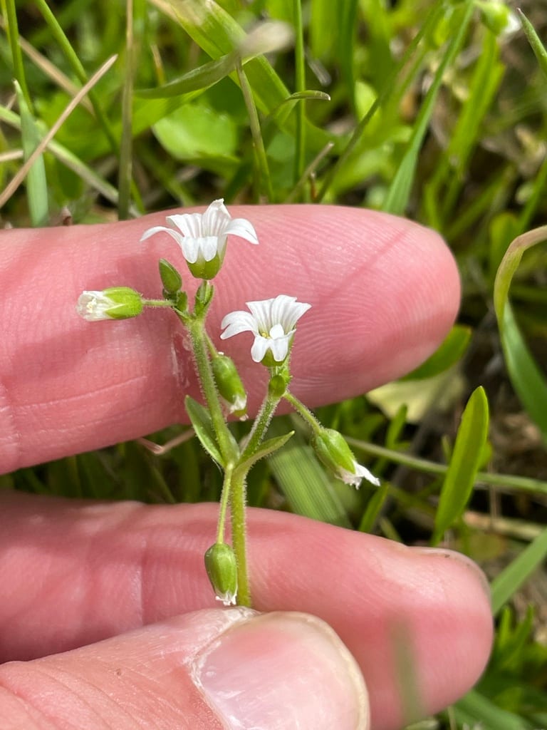 Nodding chickweed (Cerastium nutans var. nutans)