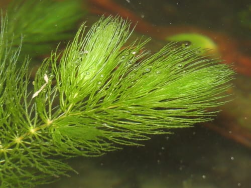 Coon's tail (Ceratophyllum demersum)