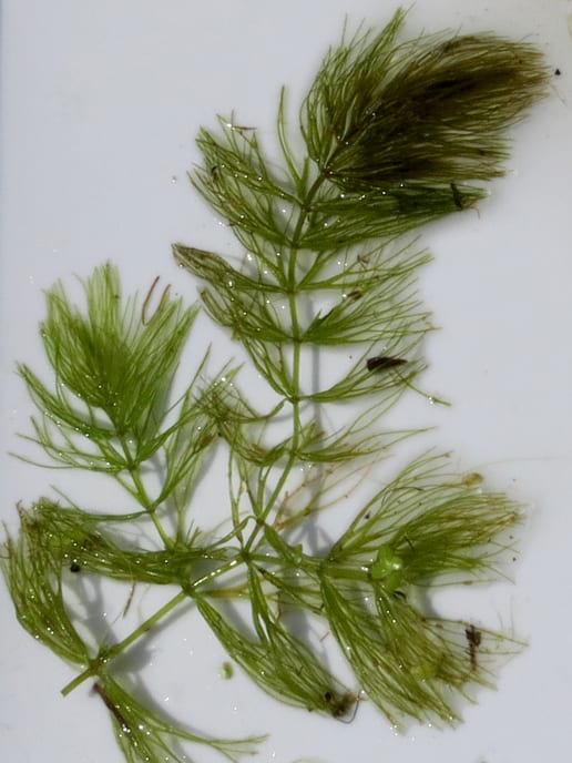 Spineless hornwort (Ceratophyllum echinatum)