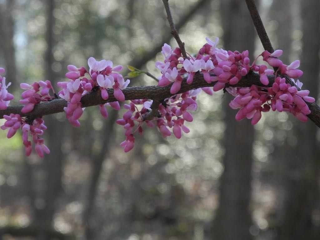 Eastern redbud (Cercis canadensis var. canadensis)