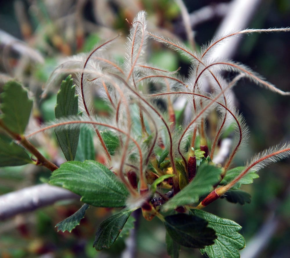 Alderleaf mountain mahogany (Cercocarpus montanus)