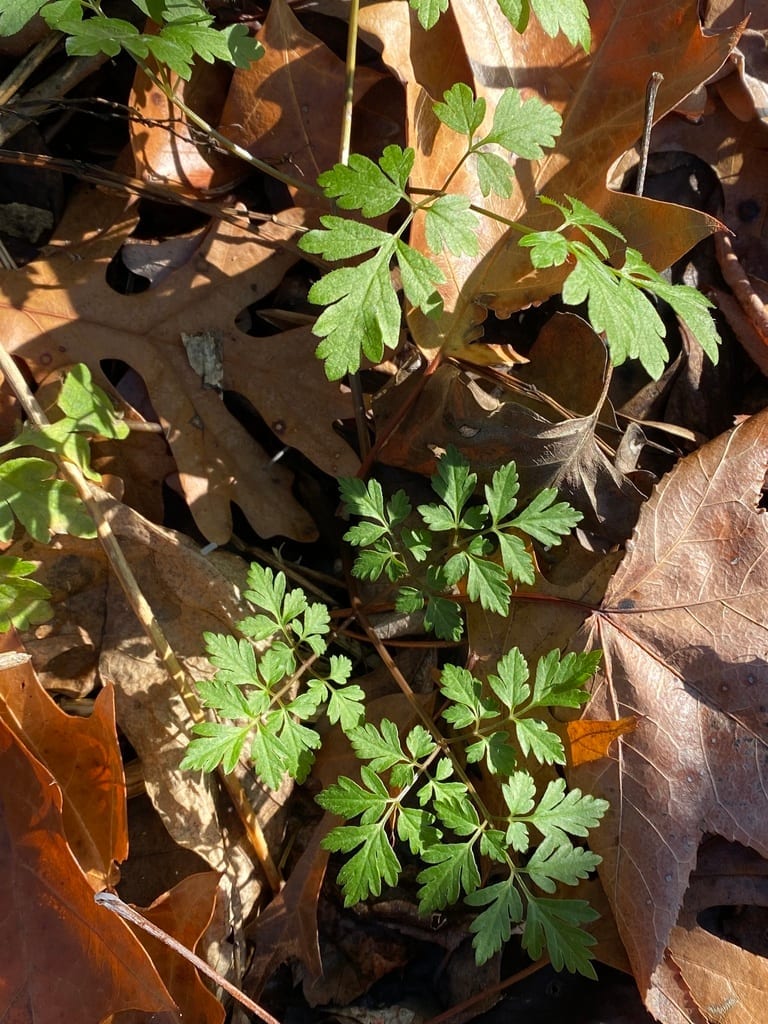 Spreading chervil (Chaerophyllum procumbens var. procumbens)
