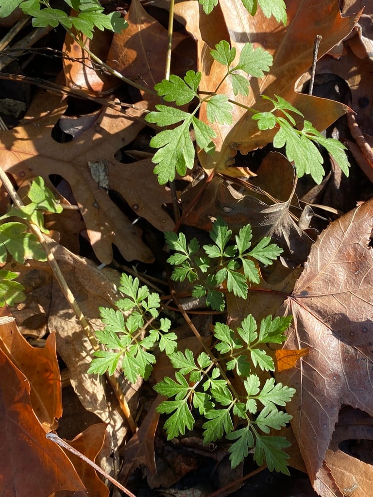 Short's spreading chervil (Chaerophyllum procumbens var. shortii)
