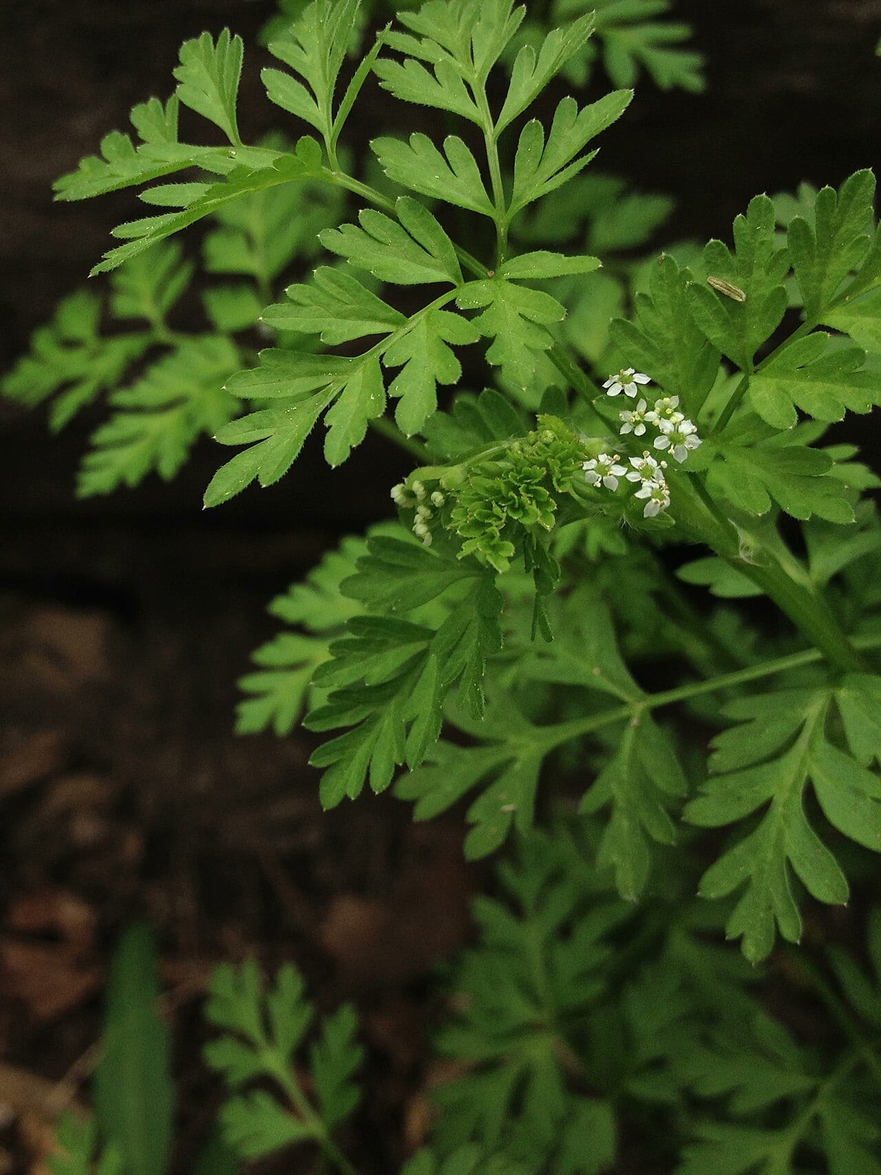 Spreading chervil (Chaerophyllum procumbens)
