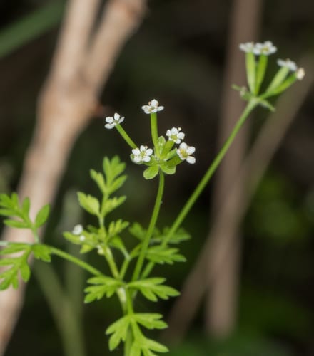 Hairyfruit chervil (Chaerophyllum tainturieri var. tainturieri)