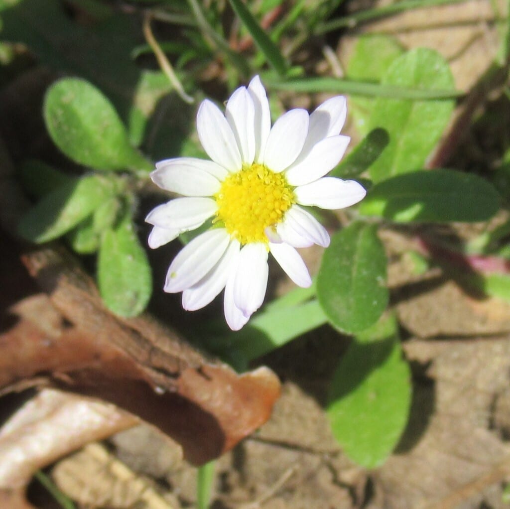 Least daisy (Chaetopappa asteroides var. asteroides)