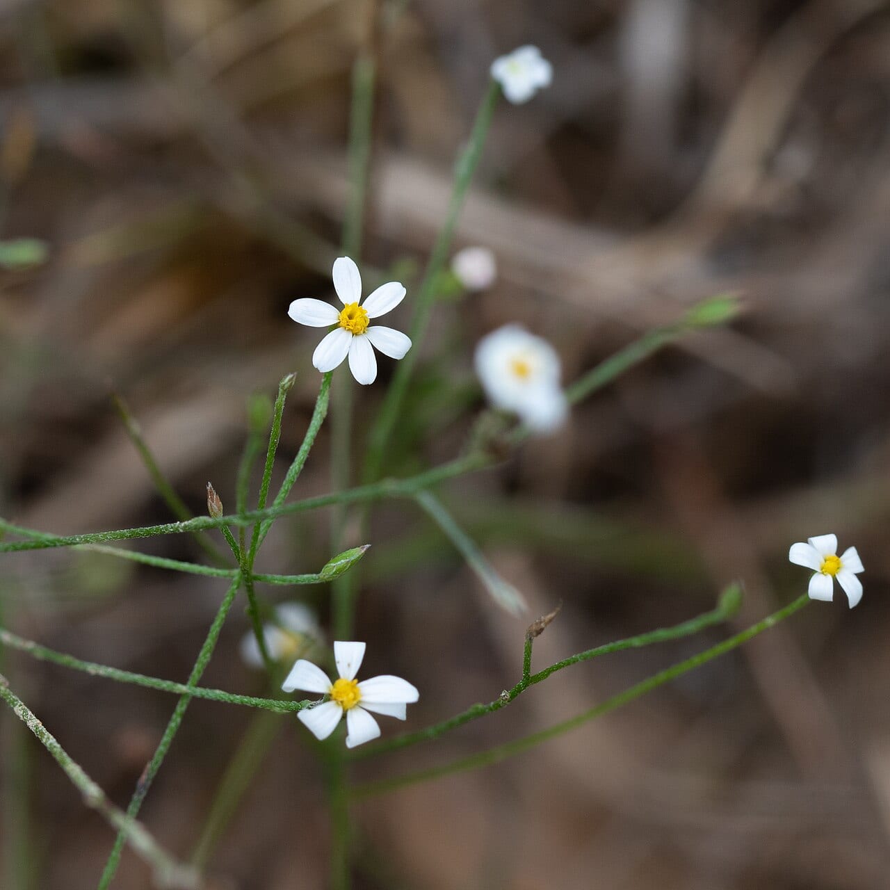 Arkansas leastdaisy (Chaetopappa asteroides)