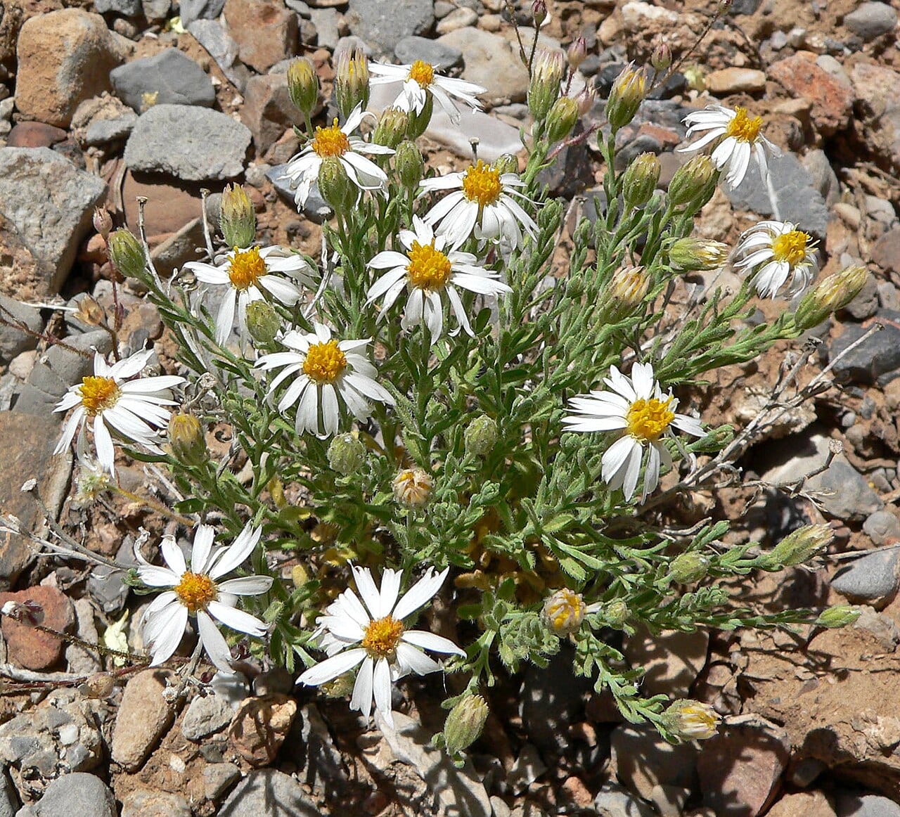 Rose heath (Chaetopappa ericoides)
