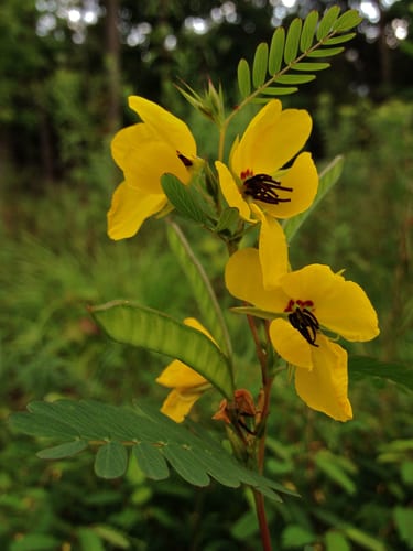 Partridge pea (Chamaecrista fasciculata var. fasciculata)