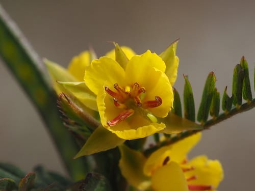 Sensitive partridge pea (Chamaecrista nictitans var. nictitans)